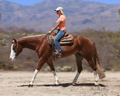 Sold Horses - Whittington Equine Marketing Group