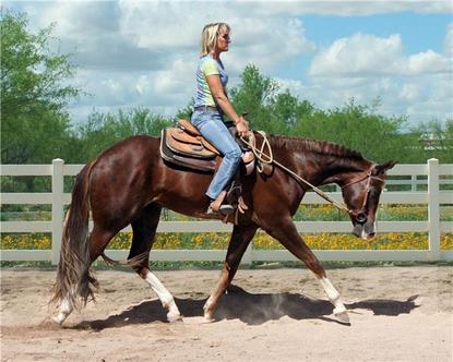Sold Horses - Whittington Equine Marketing Group